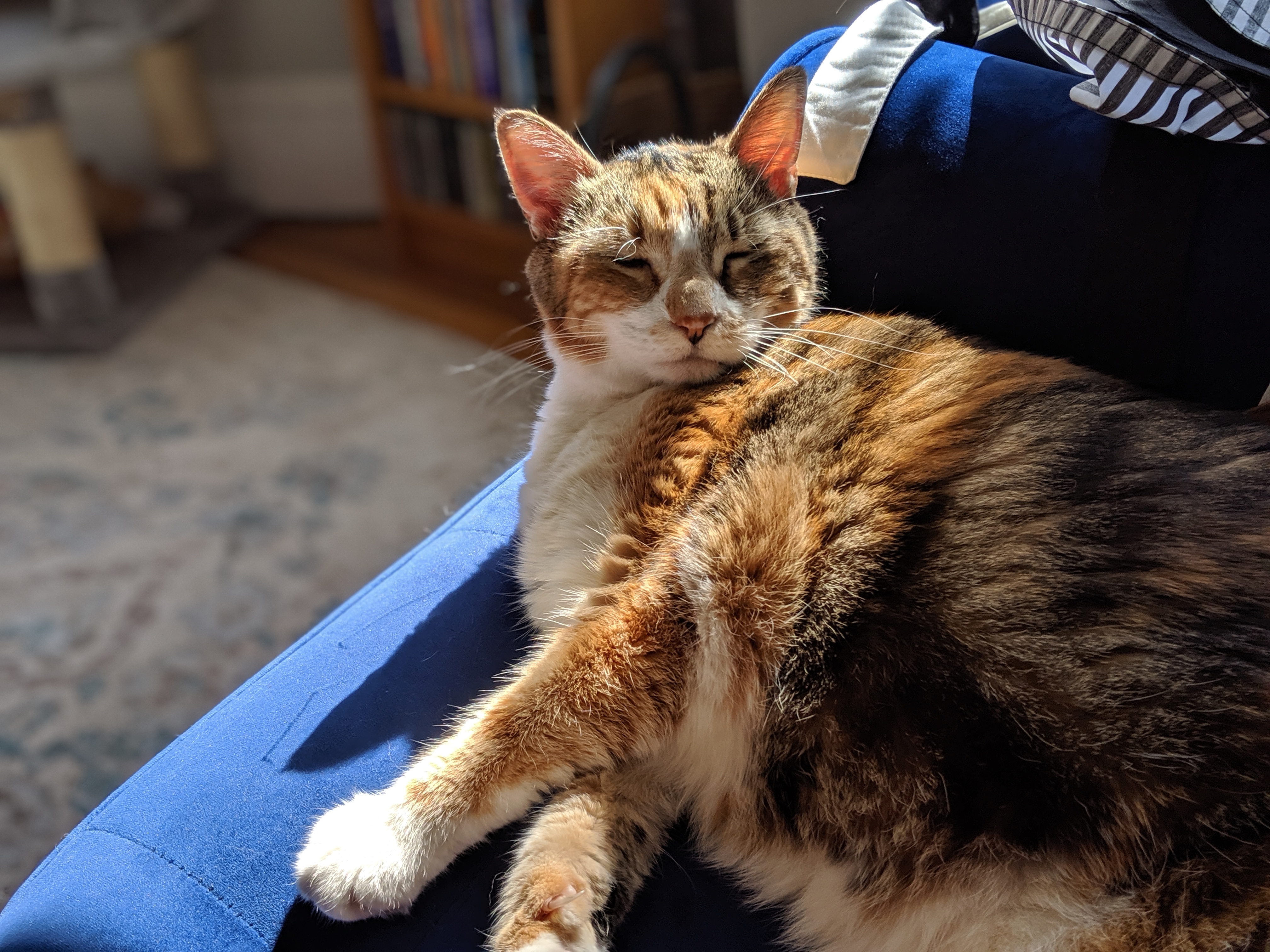 Meet Little the Cat~